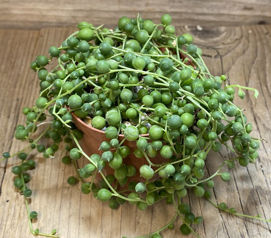 SH27420 Senecio rowleyanus