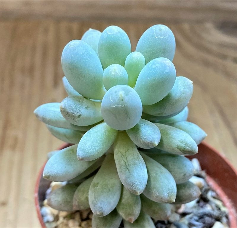 SH27366 Pachyphytum 'Baby Finger'