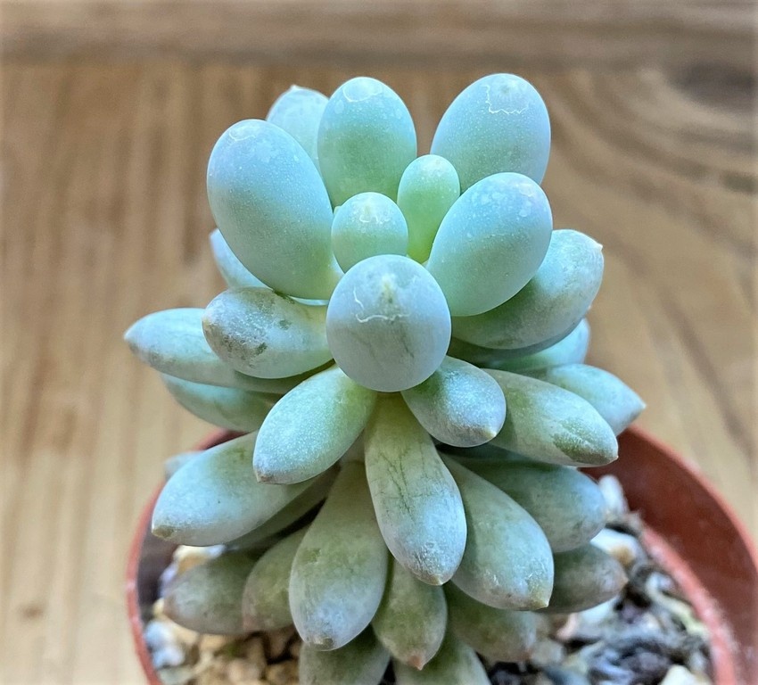 SH27366 Pachyphytum 'Baby Finger'