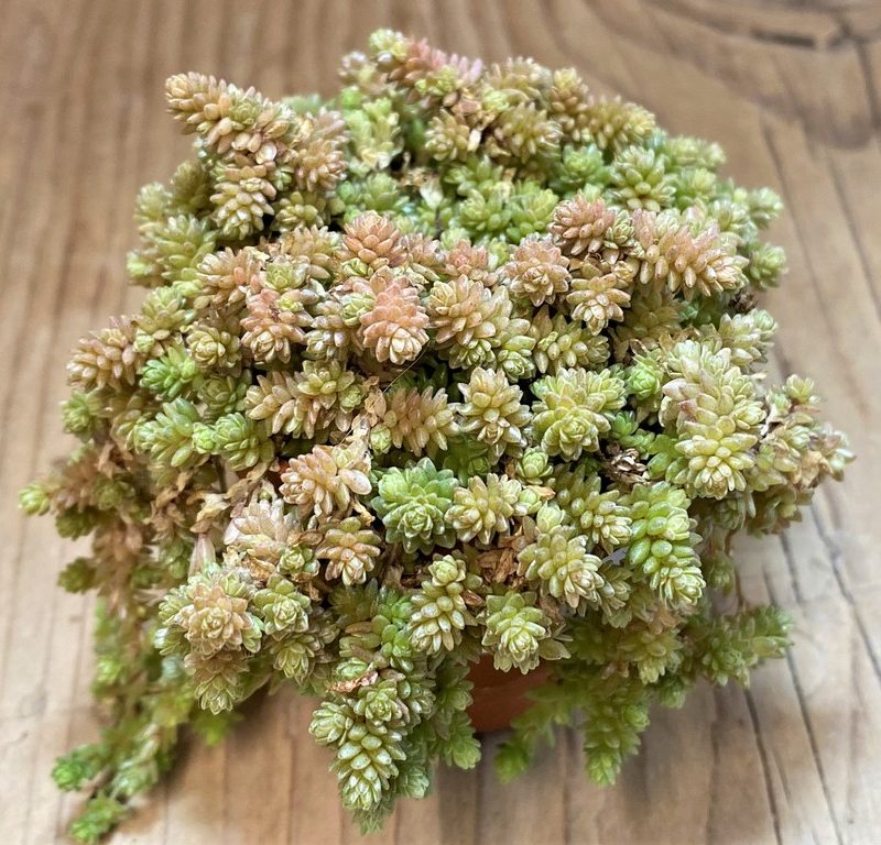 SH27359 Sedum sp.