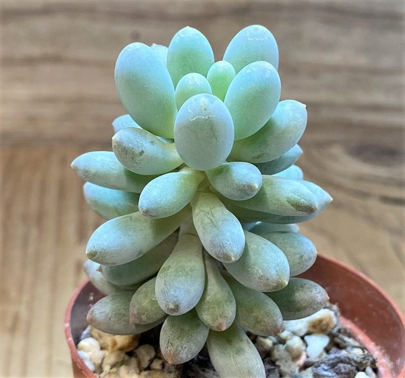 SH27366 Pachyphytum 'Baby Finger' – Image 2