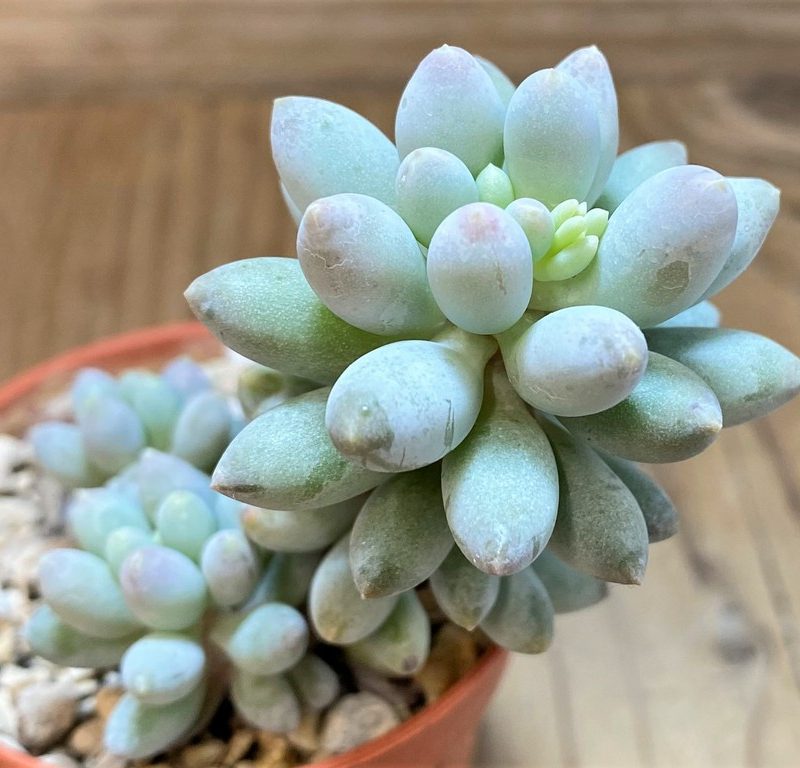 SH27367 Pachyphytum 'Baby Finger'