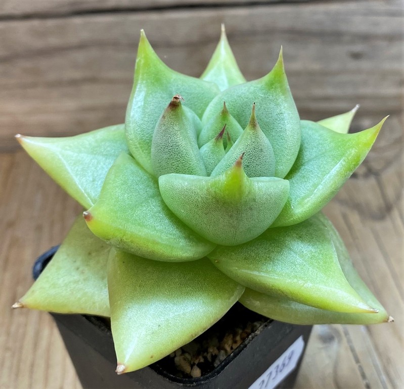SH27369 Echeveria agavoides - 画像 (2)