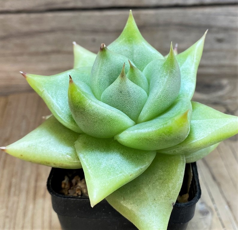 SH27369 Echeveria agavoides