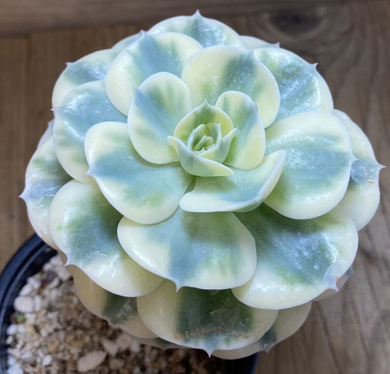 SH27371 Echeveria ‘Lenore Dean’ f. variegata