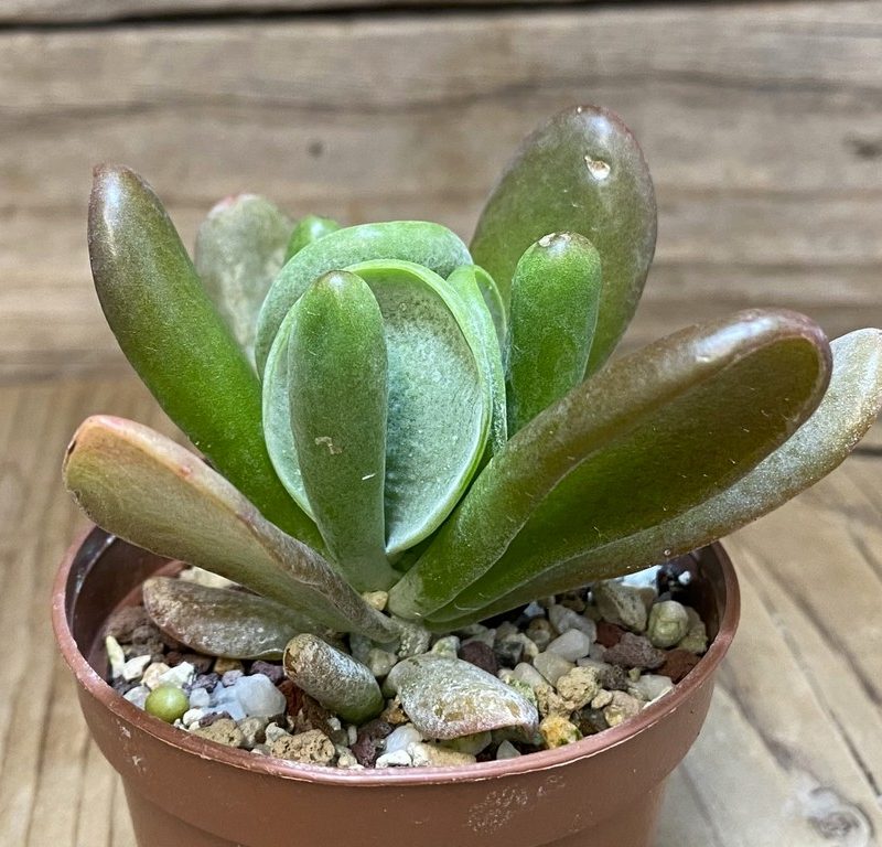 SH27372 Kalanchoe thyrsiflora ‘Monstrosa’