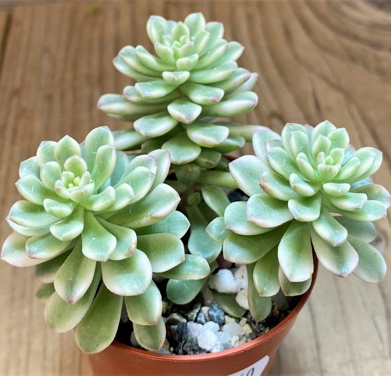 SH27360 Sedum 'Joyce Tulloch' f. variegata