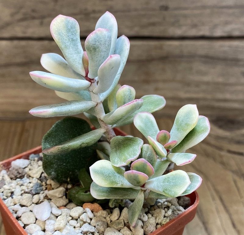 SH27374 Cotyledon orbiculata f. variegata