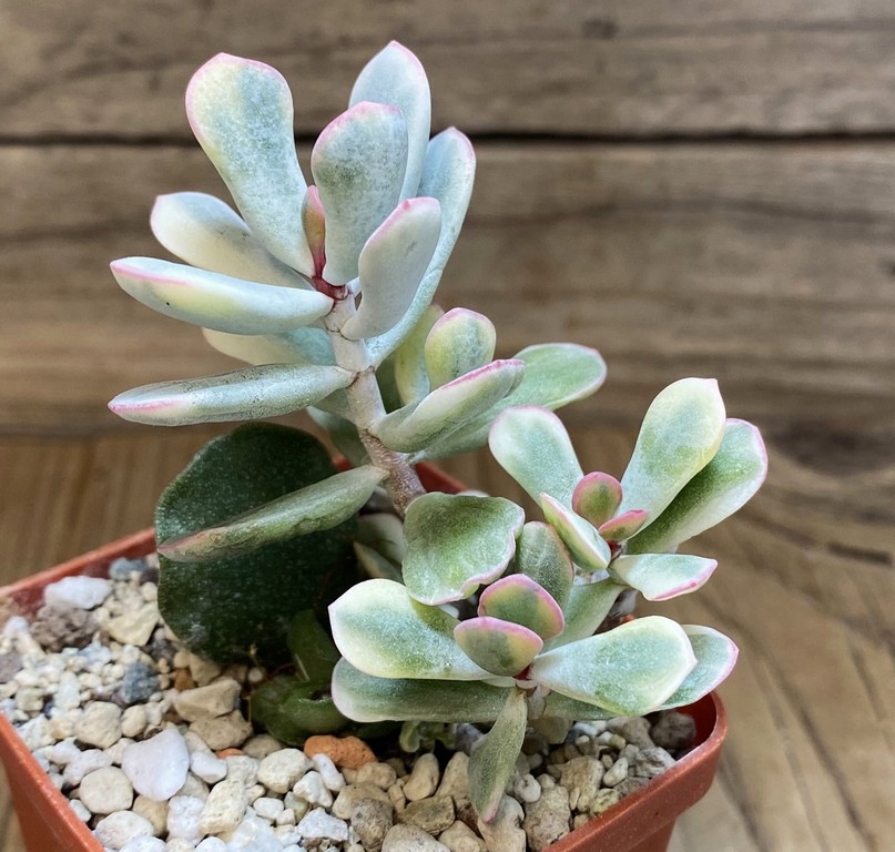 SH27374 Cotyledon orbiculata f. variegata