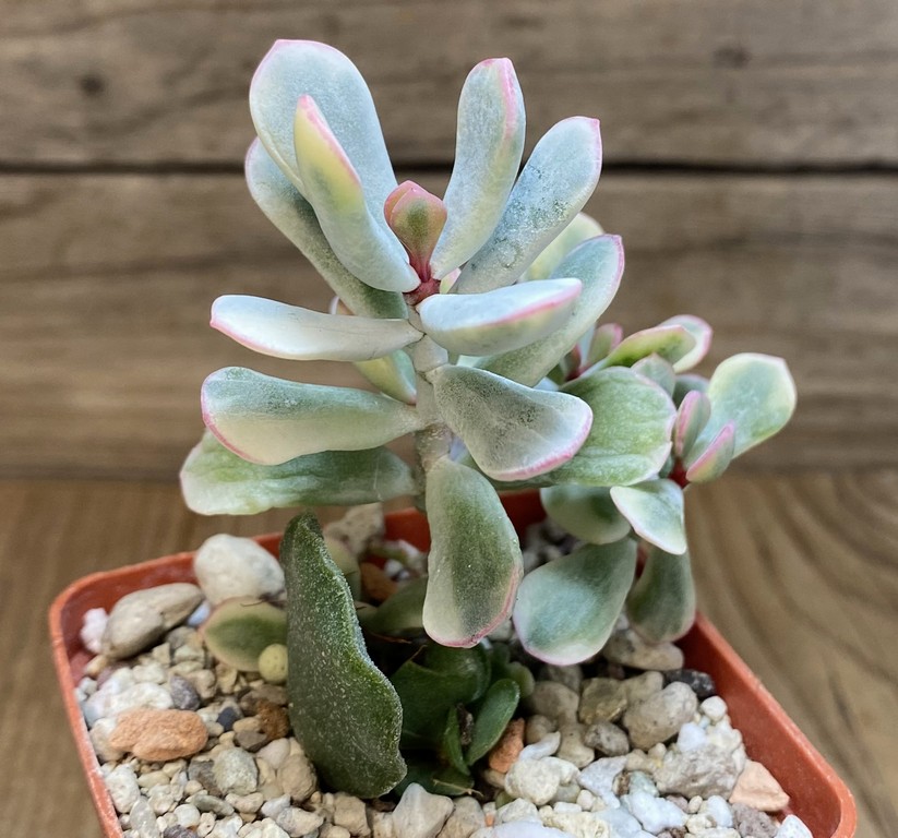 SH27374 Cotyledon orbiculata f. variegata - 画像 (2)