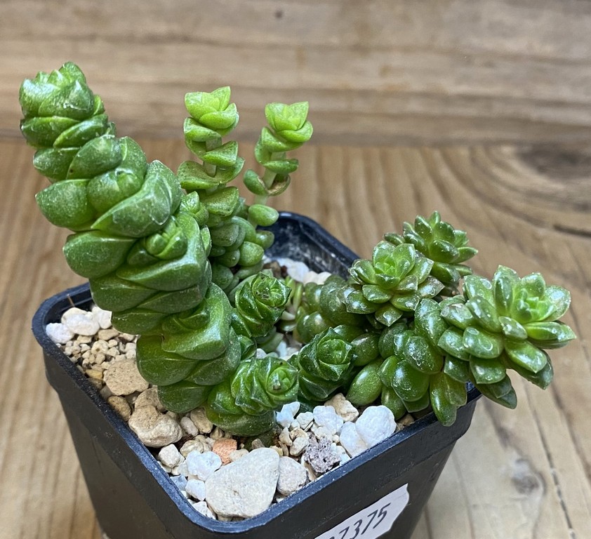 SH27375 Crassula mix - Image 3