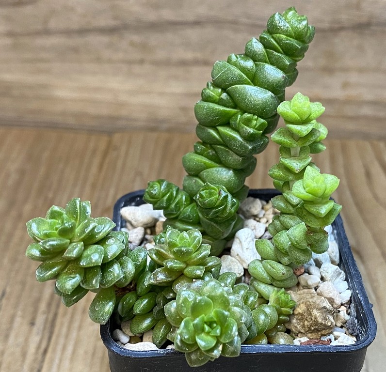 SH27375 Crassula mix - Image 2