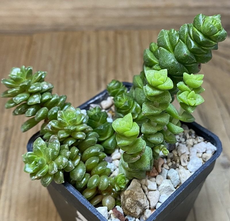 SH27375 Crassula mix