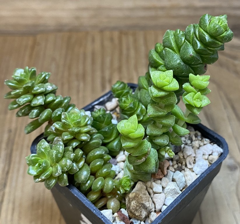 SH27375 Crassula mix