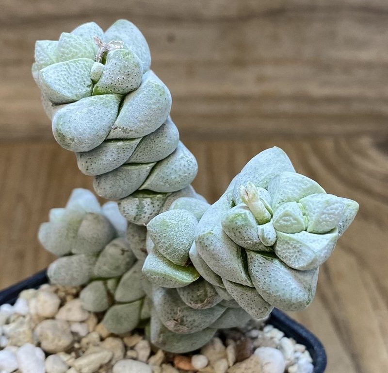 SH27376 Crassula deceptor