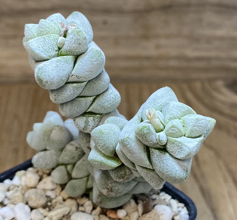 SH27376 Crassula deceptor