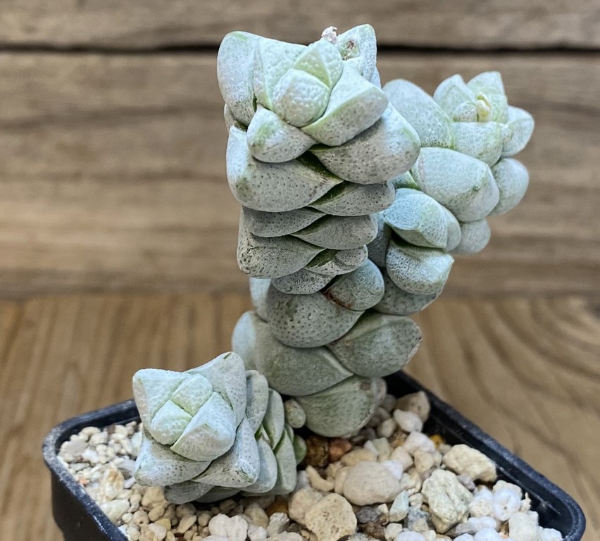 SH27376 Crassula deceptor - Image 2