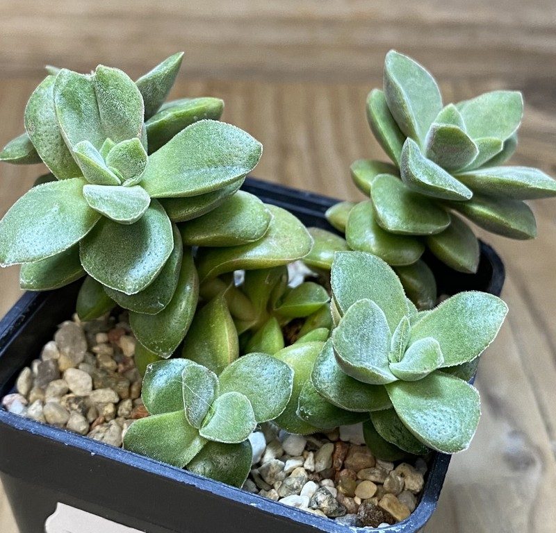 SH27377 Crassula ausensis hybrid