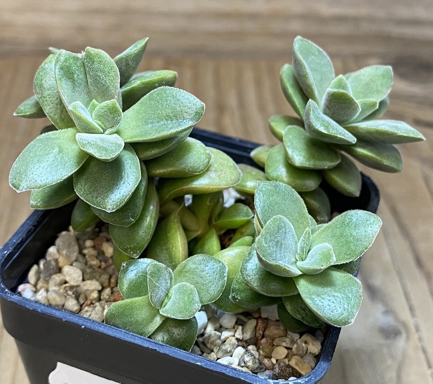 SH27377 Crassula ausensis hybrid