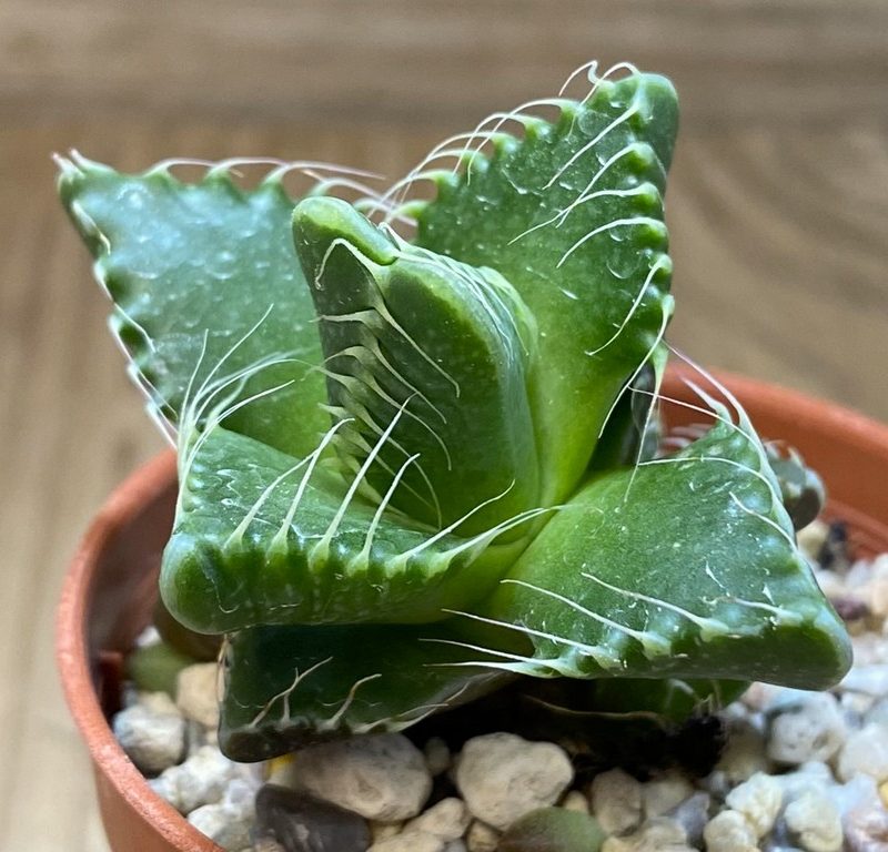 SH27378 Faucaria tigrina