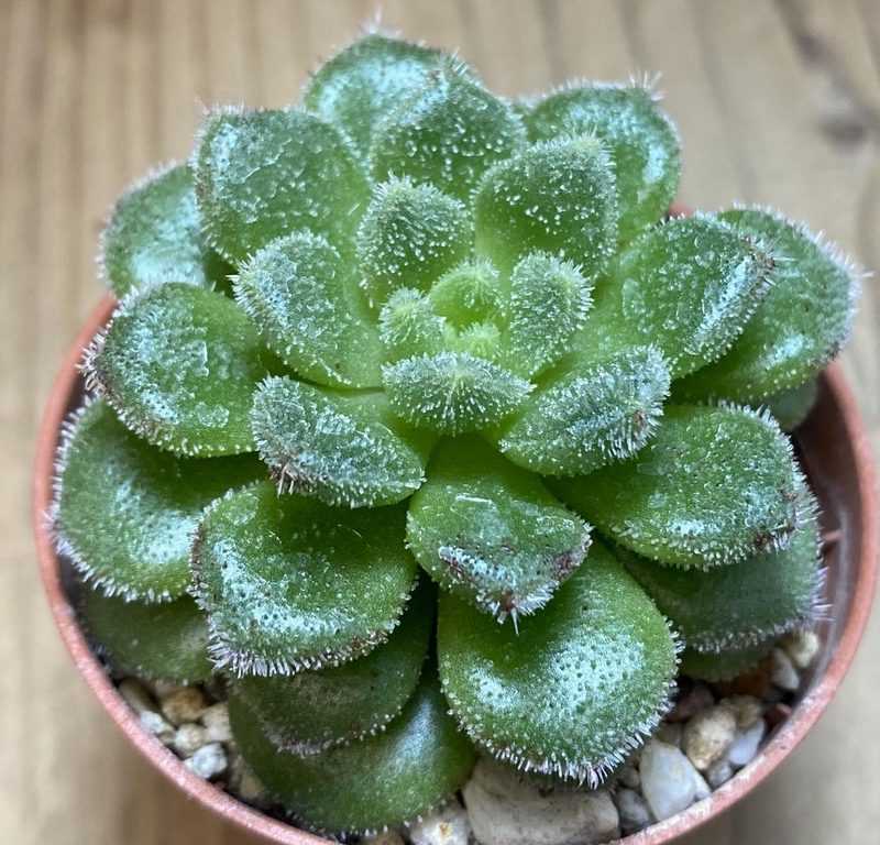 SH27379 Echeveria ‘Sugar Coral’