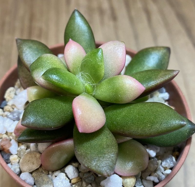 SH27380 Anacampseros telephiastrum 'Sunrise'