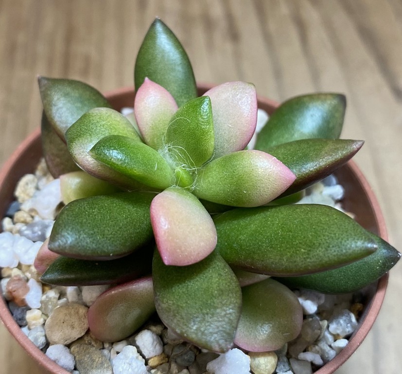 SH27380 Anacampseros telephiastrum 'Sunrise'