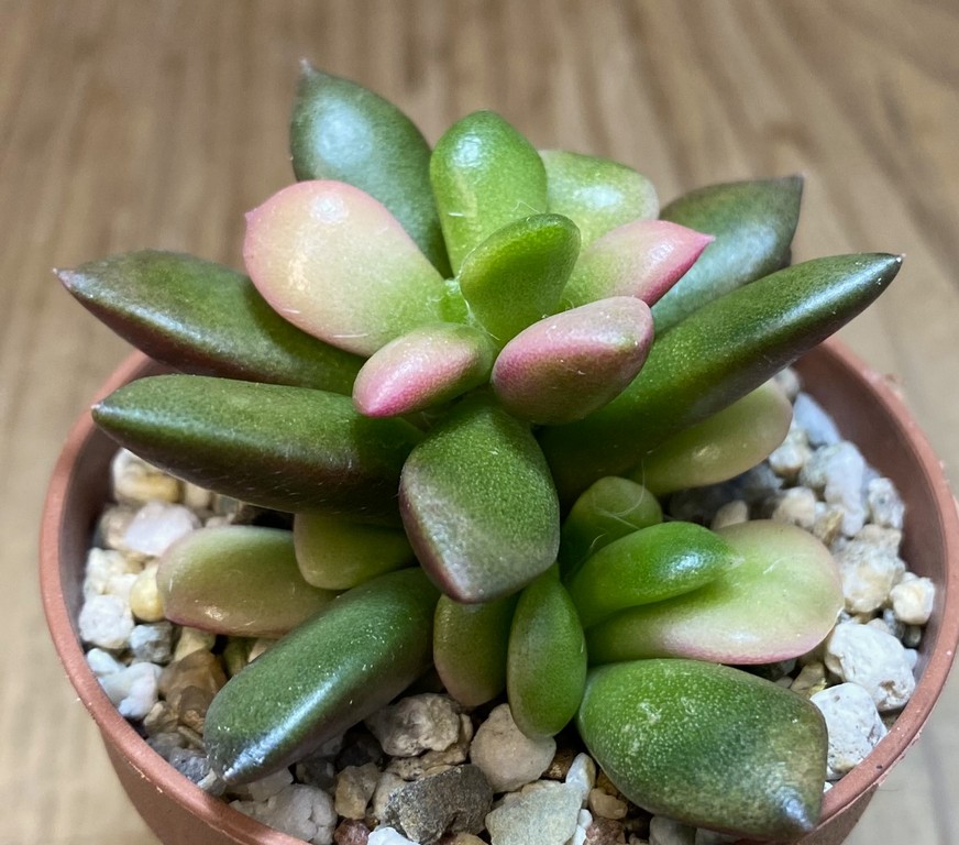 SH27380 Anacampseros telephiastrum 'Sunrise' - Image 2