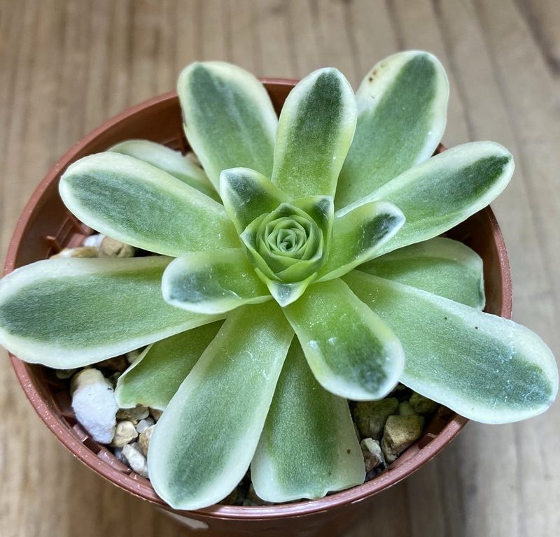 SH27381 Greenovia diplocycla f. variegata