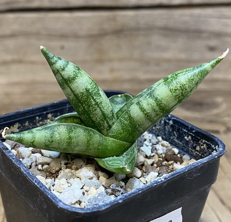 SH27382 Sansevieria 'Vienna'