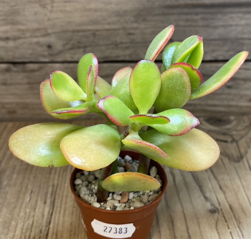 SH27383 Crassula ovata 'Hummel's Sunset' - Image 2