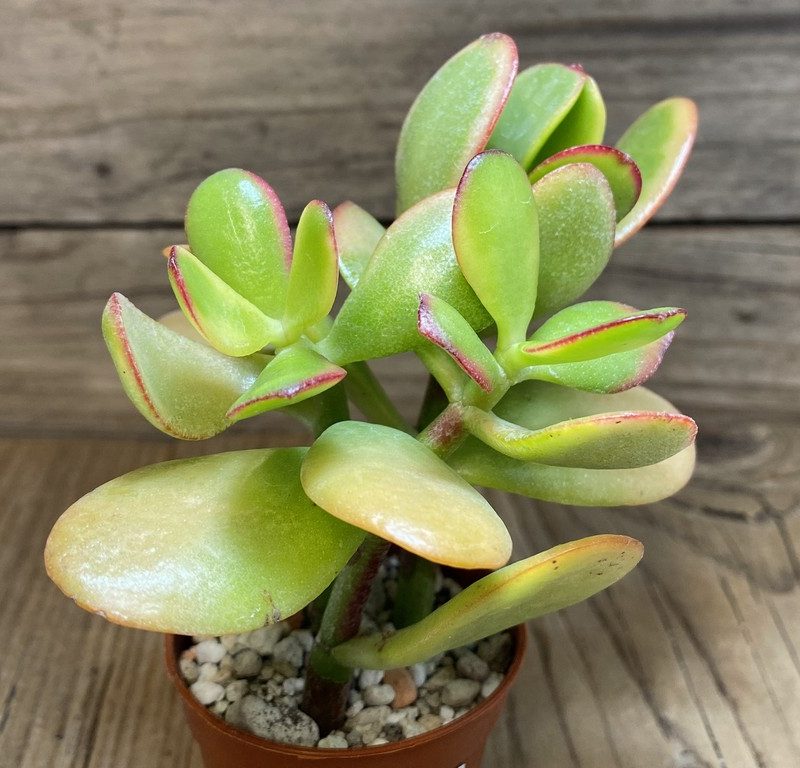 SH27383 Crassula ovata 'Hummel's Sunset'