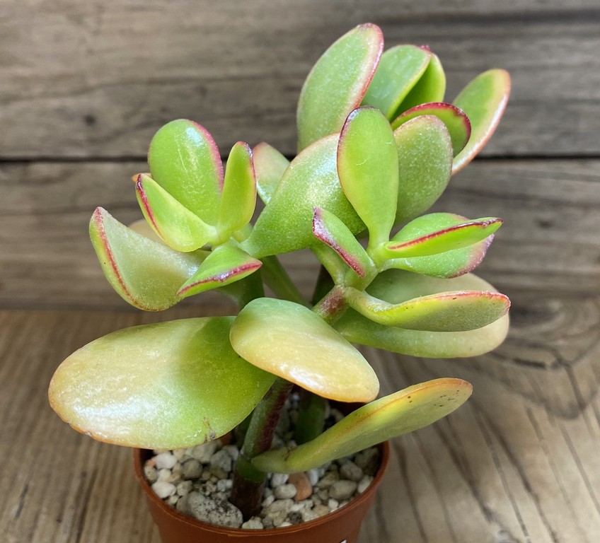 SH27383 Crassula ovata 'Hummel's Sunset'