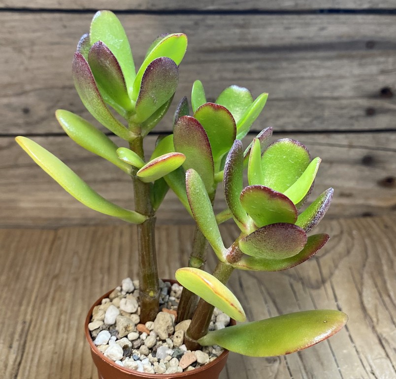 SH27384 Crassula ovata 'Minima' - Image 2