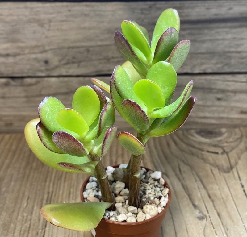 SH27384 Crassula ovata 'Minima'