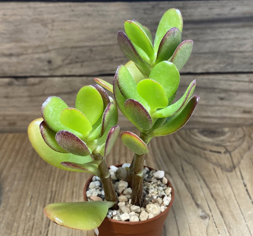SH27384 Crassula ovata 'Minima'