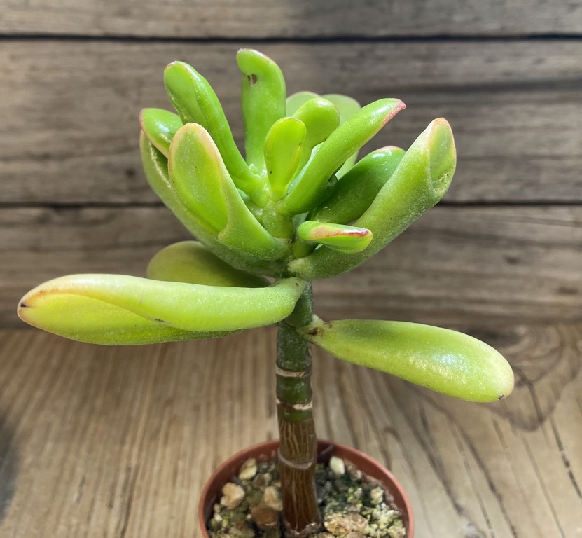 SH27385 Crassula ovata ‘Hobbit Sunset’ - Image 2