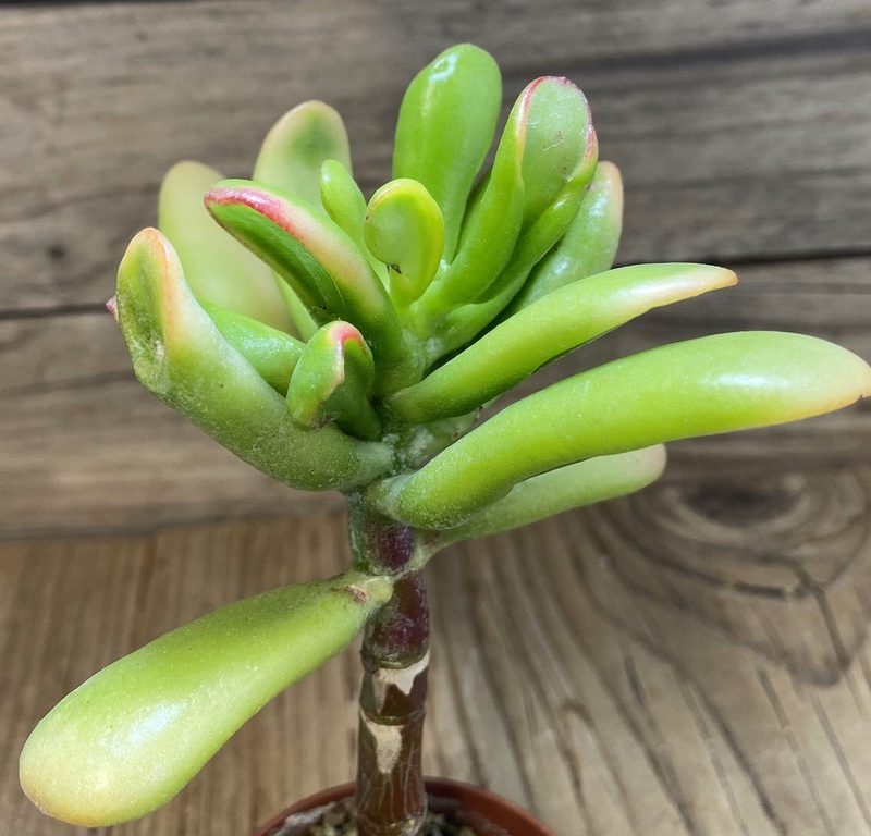 SH27385 Crassula ovata ‘Hobbit Sunset’