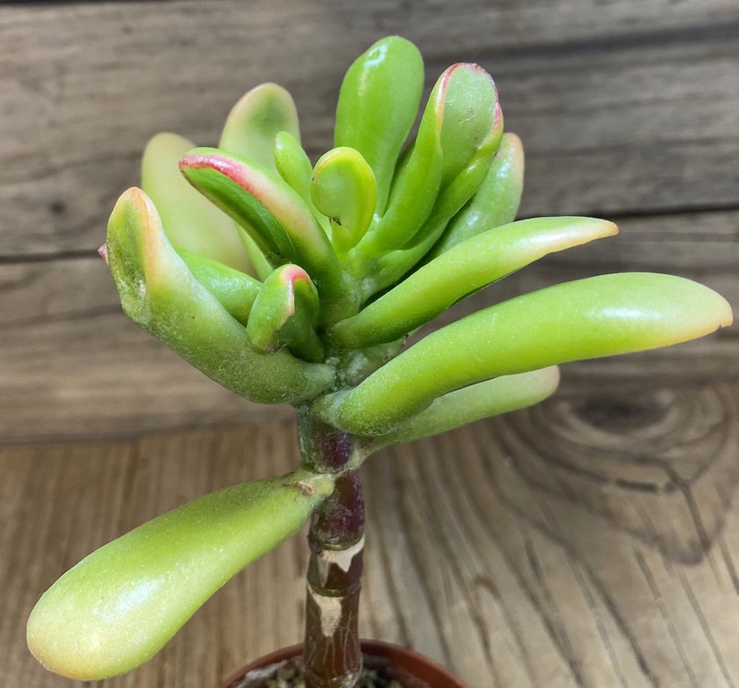 SH27385 Crassula ovata ‘Hobbit Sunset’