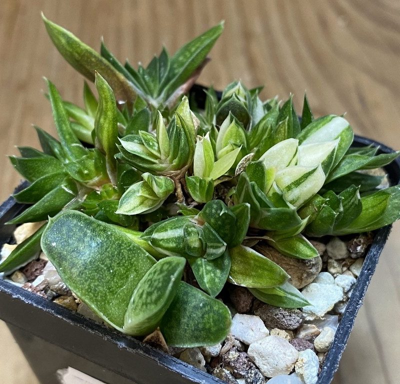 SH27386 Gasteria minima f. variegata