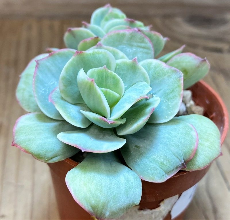 SH27362 Echeveria 'Mocha' f. variegata