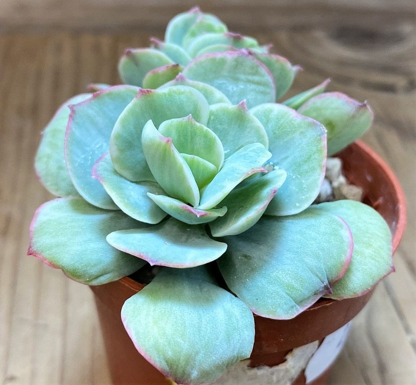 SH27362 Echeveria 'Mocha' f. variegata