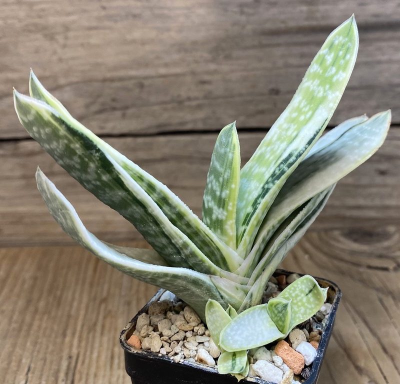 SH273881 Gasteria obtusa f. variegata