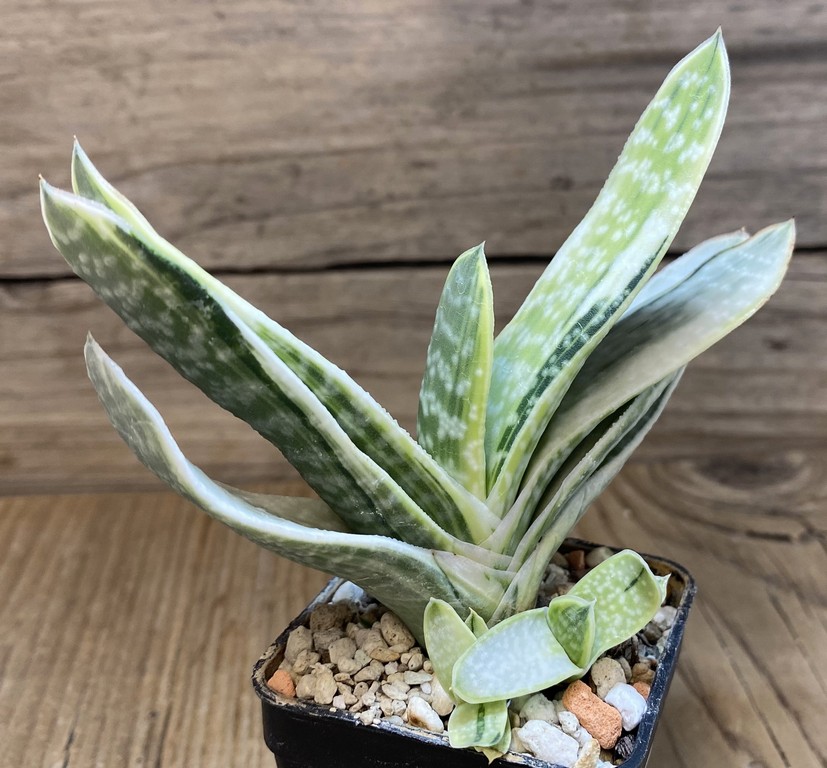 SH273881 Gasteria obtusa f. variegata