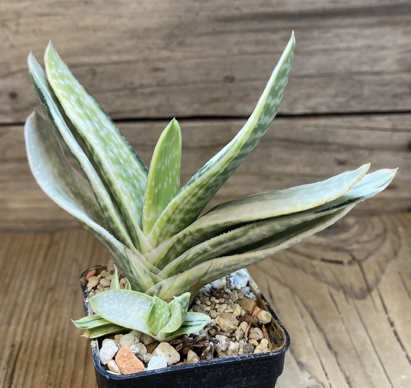 SH273881 Gasteria obtusa f. variegata - 画像 (2)