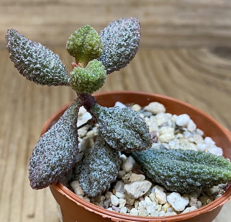 SH27389 Adromischus marianiae f. herrei