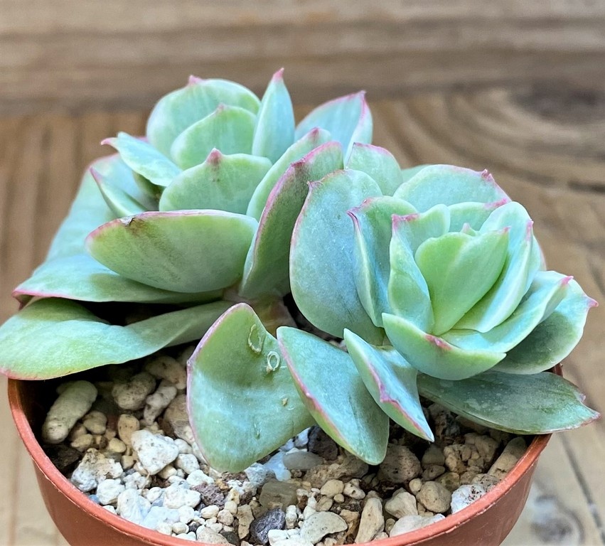 SH27362 Echeveria 'Mocha' f. variegata - Obrázek 2