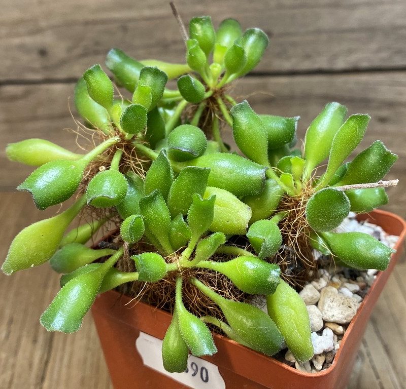 SH27390 Adromischus cristatus