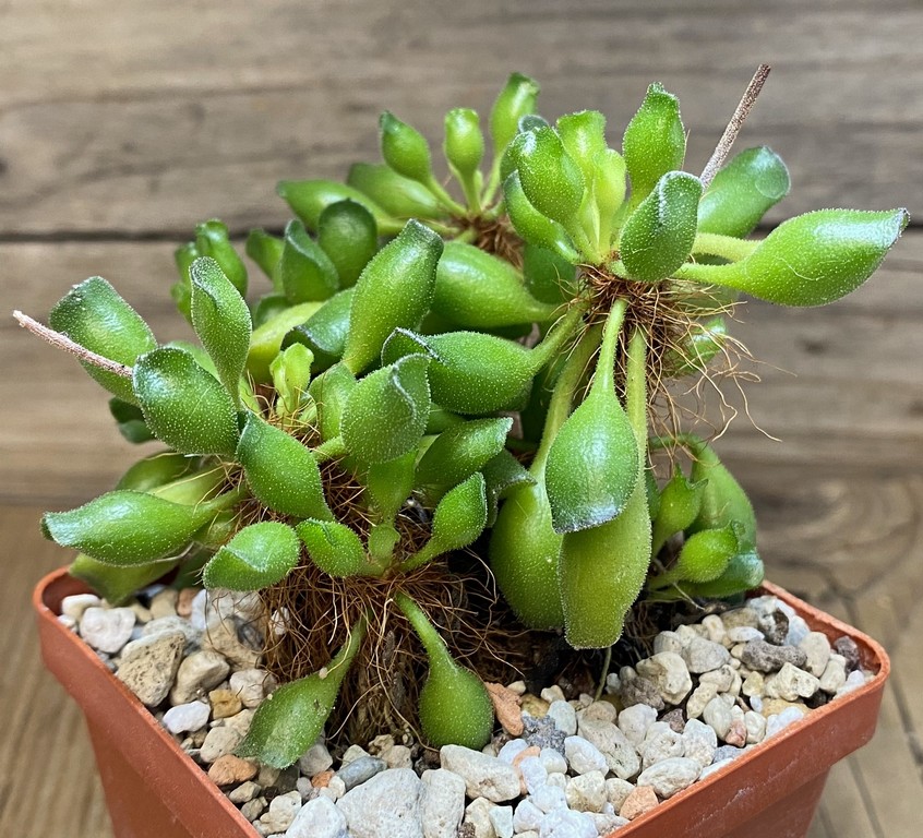 SH27390 Adromischus cristatus - Image 2