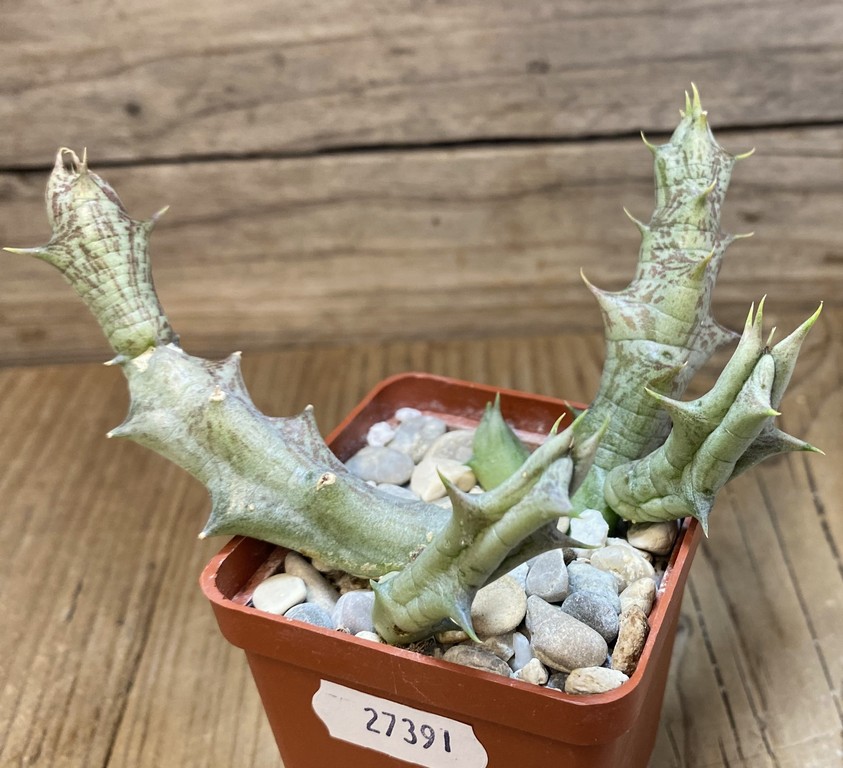 SH27391 Caralluma hesperidum - Image 2